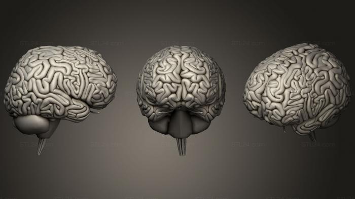 Anatomy of skeletons and skulls (Human Brain, ANTM_1211) 3D models for cnc